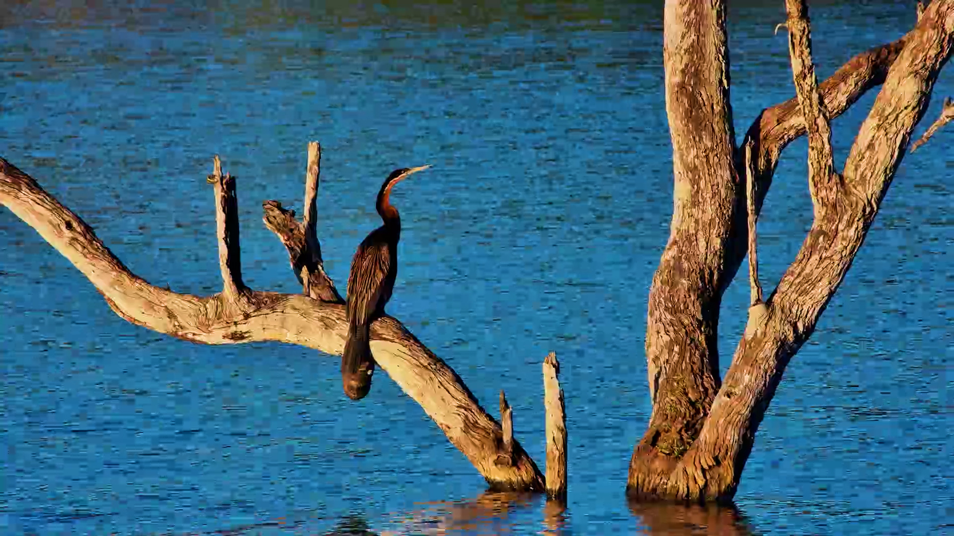 African Darter Preening Over the Water