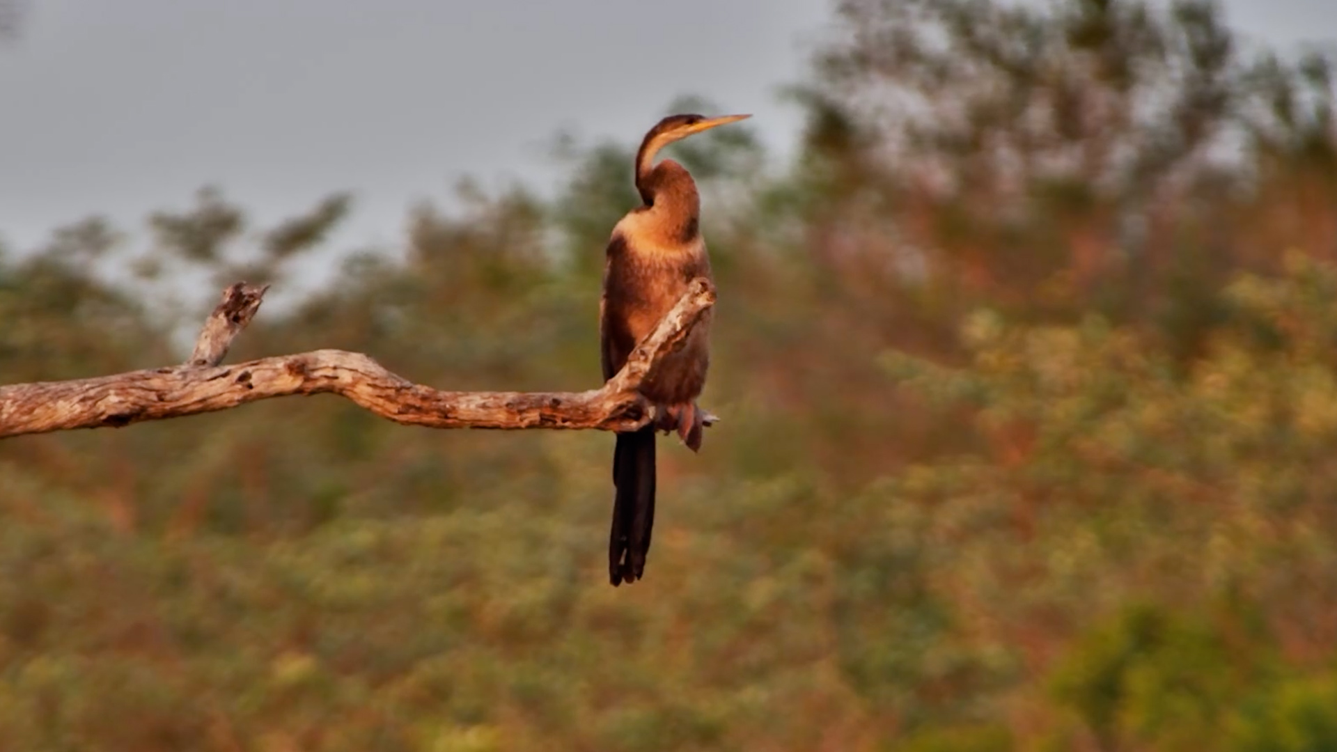African Darter's Afternoon Preen Session
