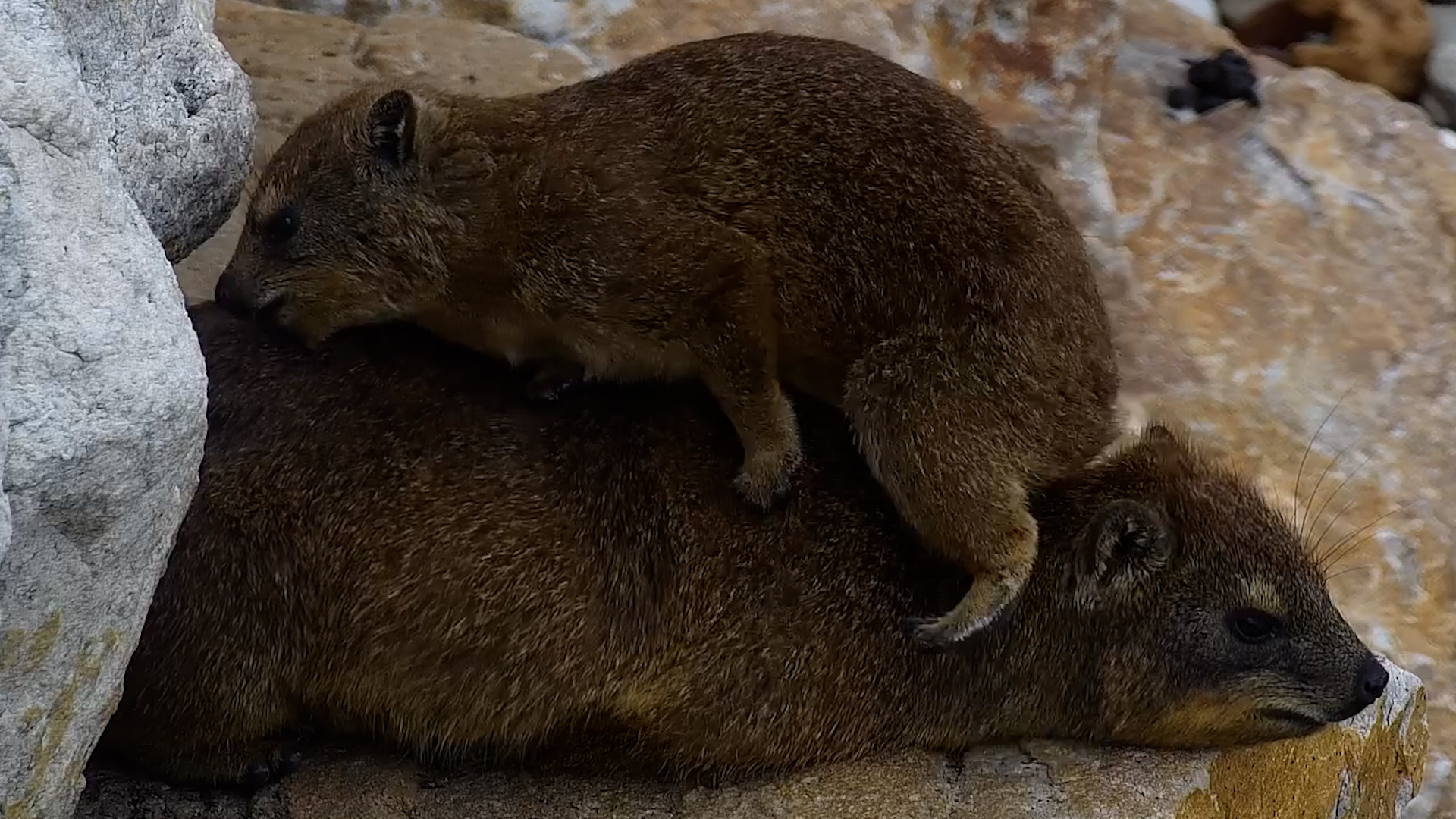 The Warmest Seat in the Wild… Mom’s Head!