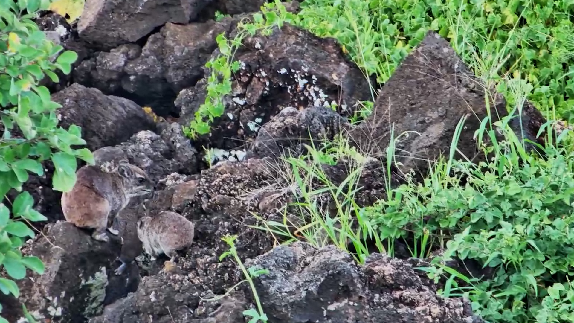 Bush Hyrax Family at Finch Hattons