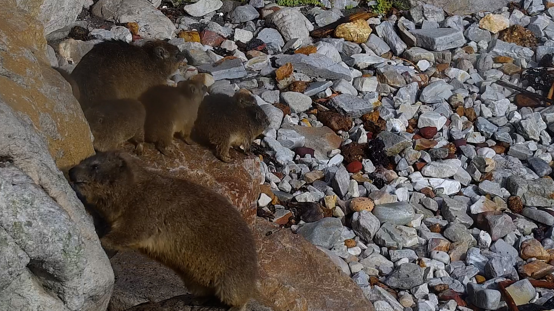 ittle Furballs on the Rocks