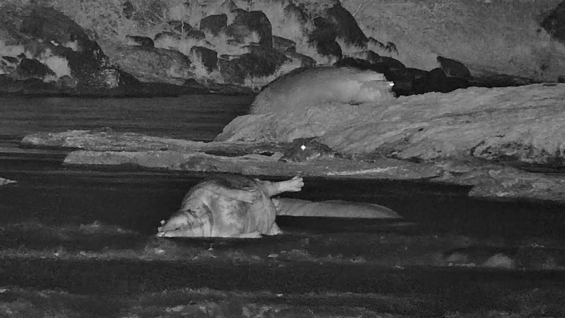 Life Goes On Along the Mara River