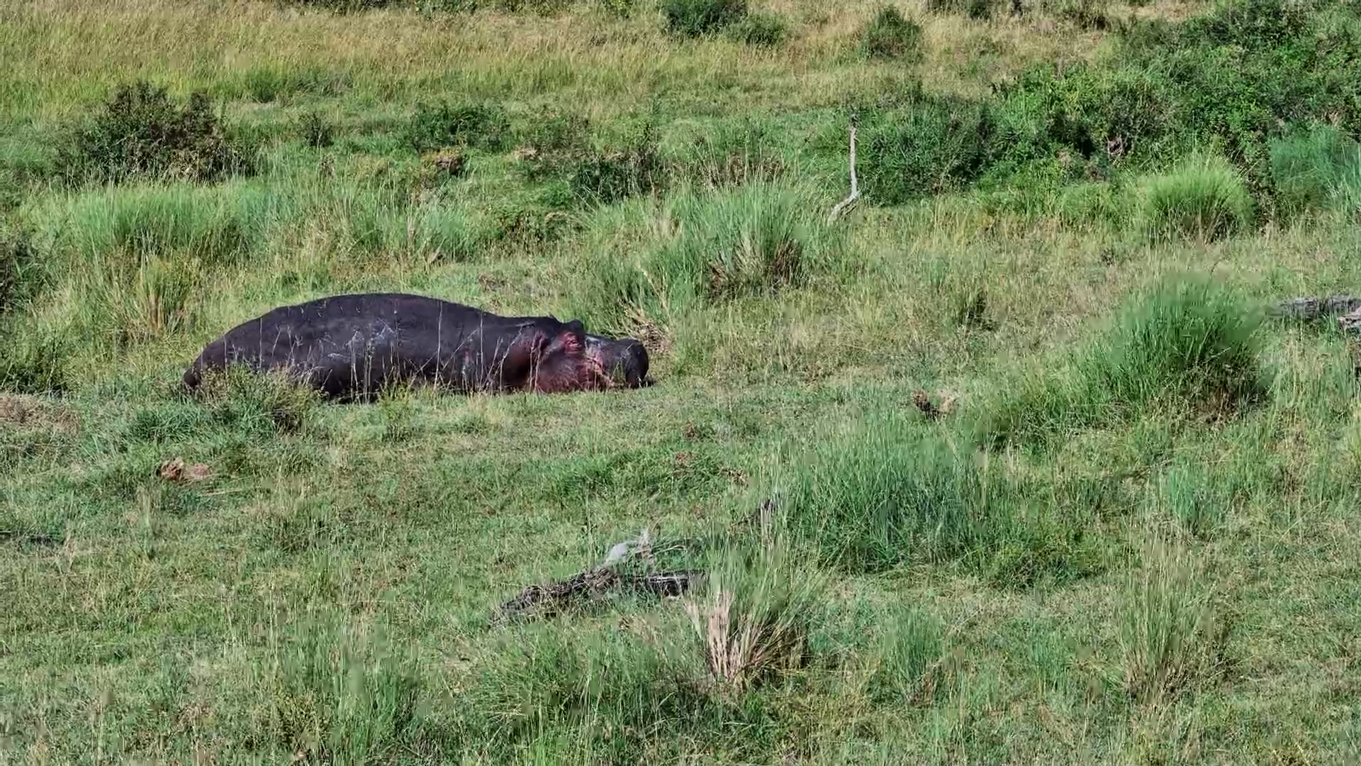 Risky Resting Hippo at Mahali Mzuri