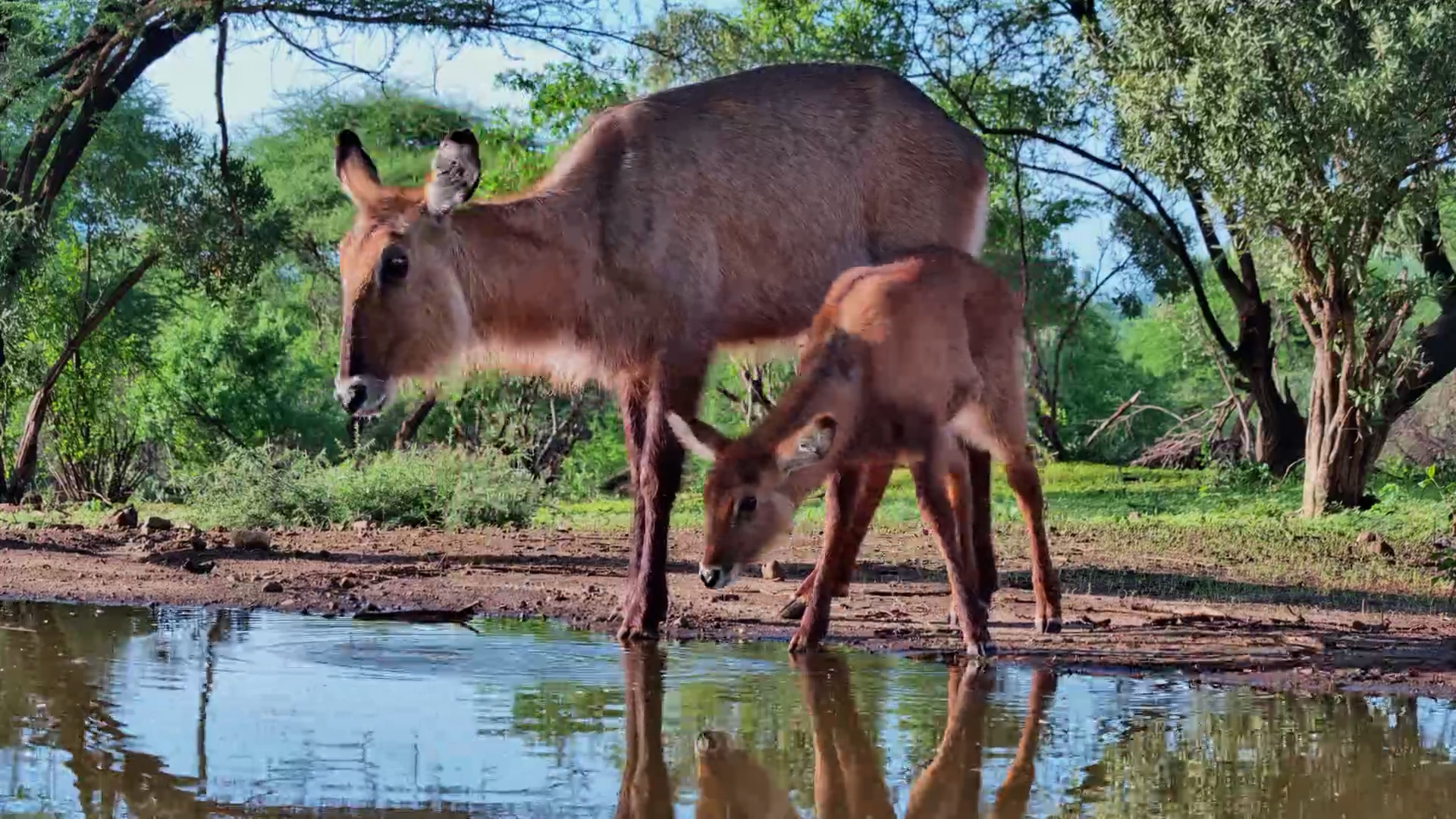 Defassa Waterbuck Brings Her Calf for a Drink