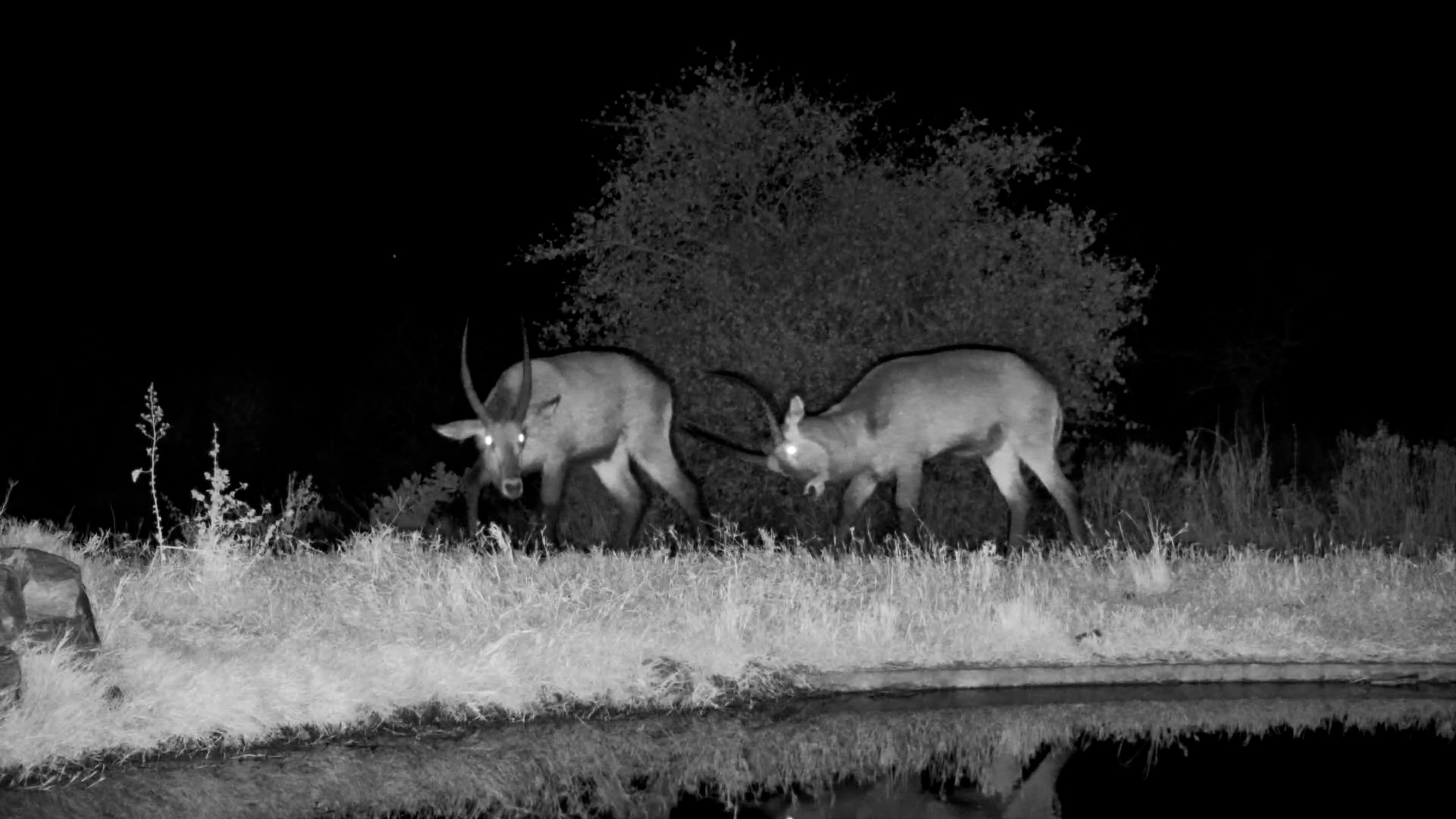 Boys' Night Out at the Waterhole