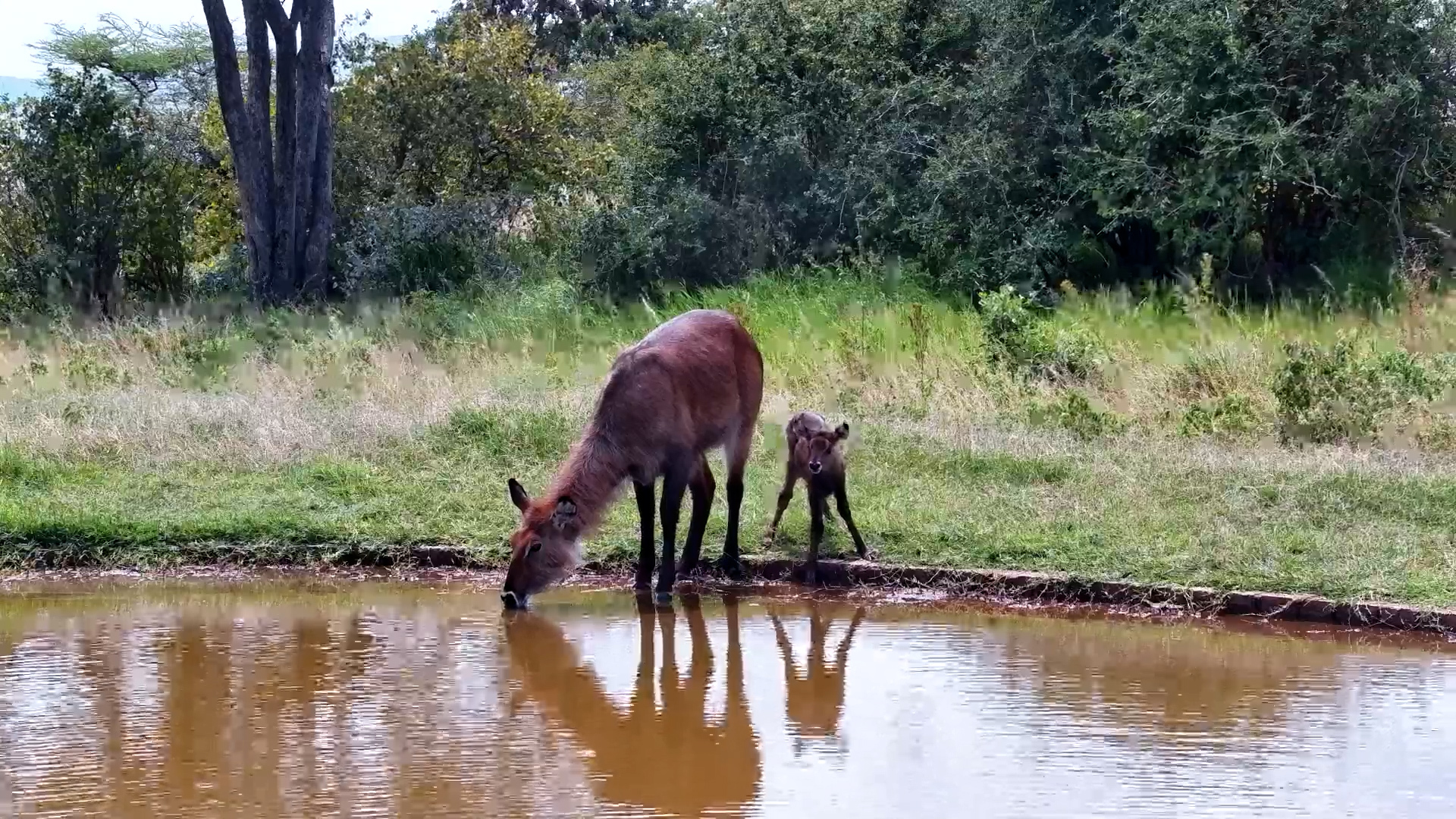 A Precious Defassa Waterbuck Family Moment