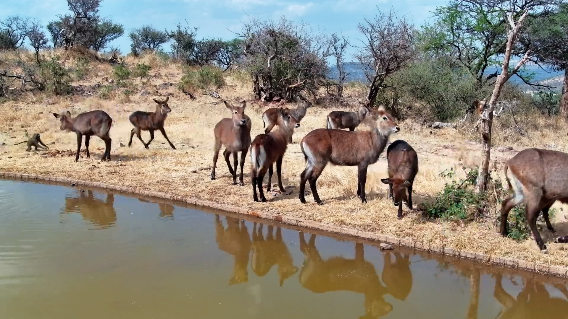 Peaceful Drink... Until a Baboon Ruins Everything
