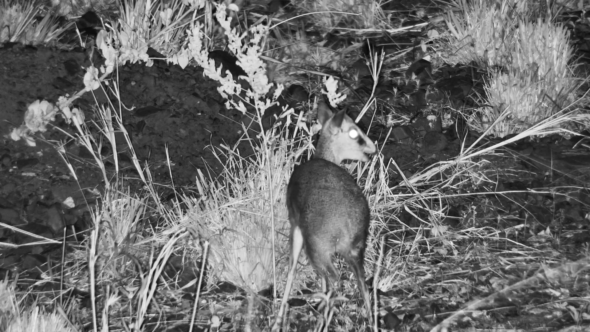 A Mini Antelope’s Tree Time Moment