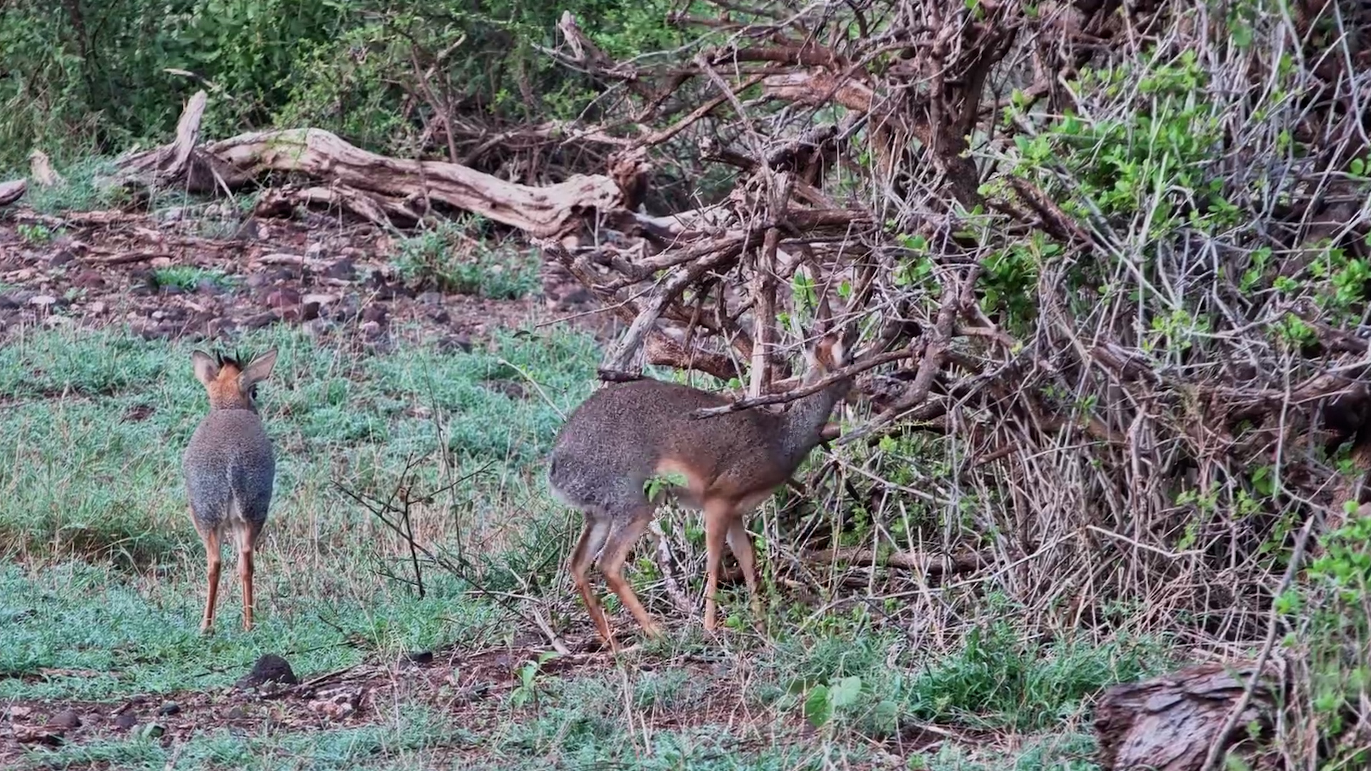 Adorable Dik-Dik Family Exploring Tortilis