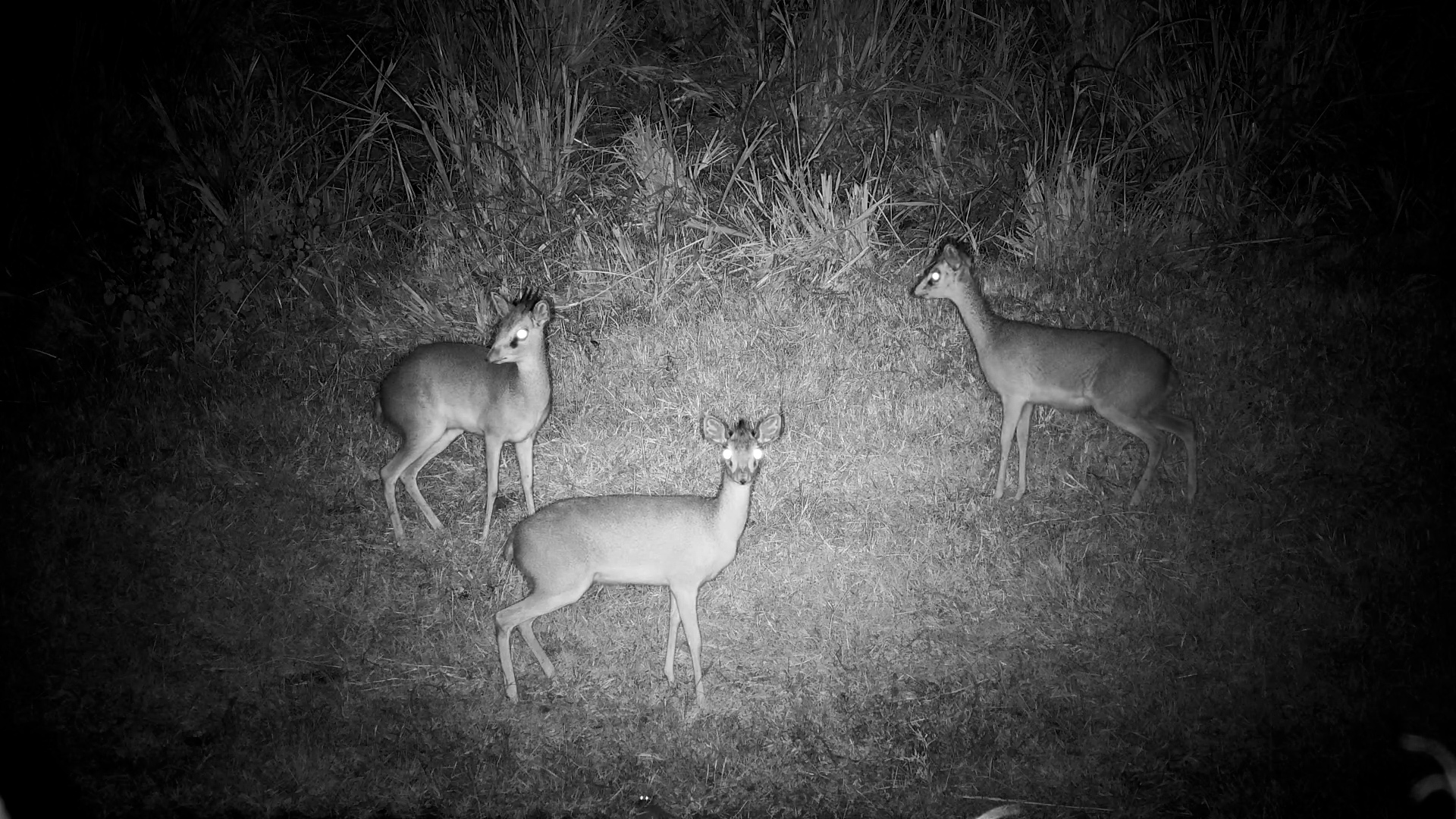 Three Dik-Diks on a Night Out