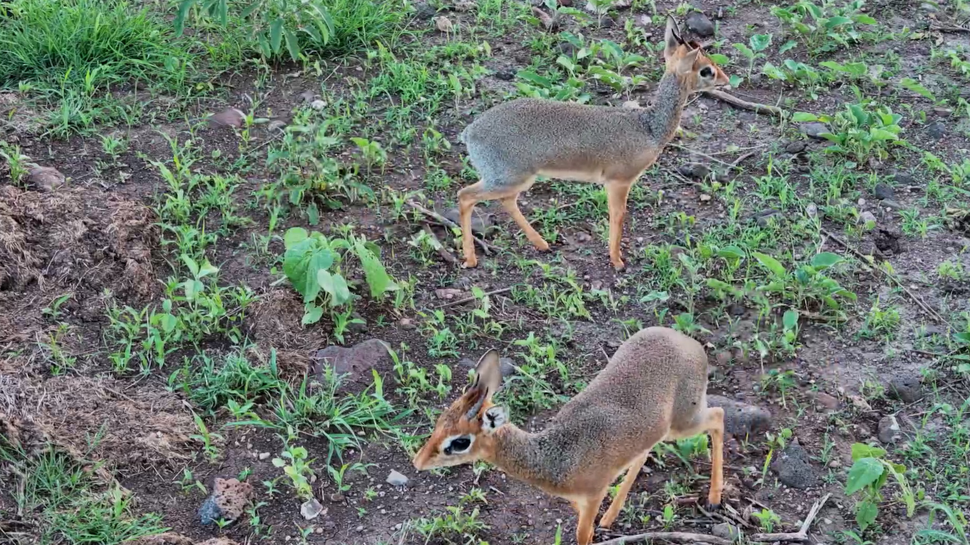 Mini Antelope Alert! Dik-Diks Feeding Up Close