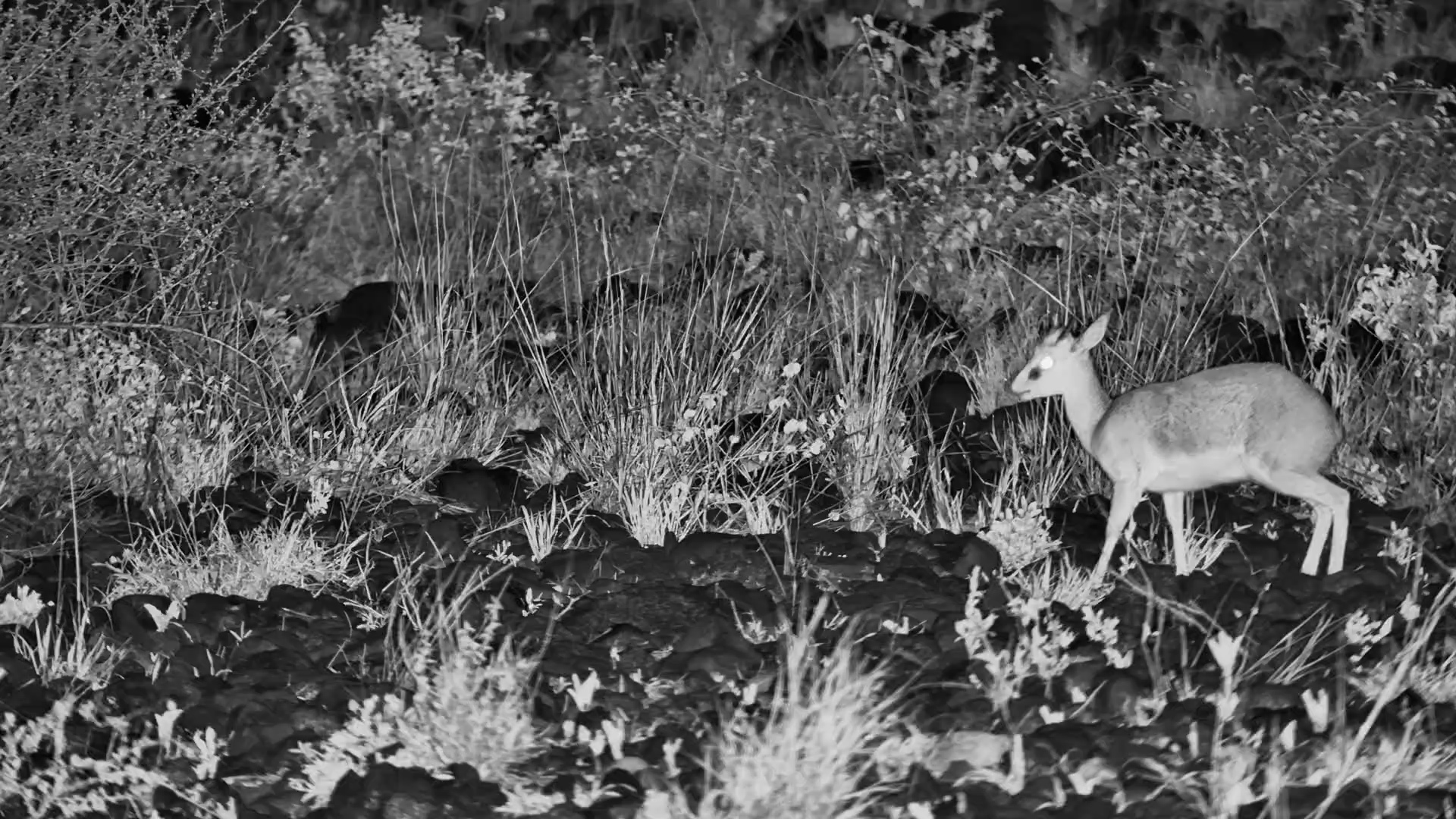 Dik-Dik Feeding in the Dark