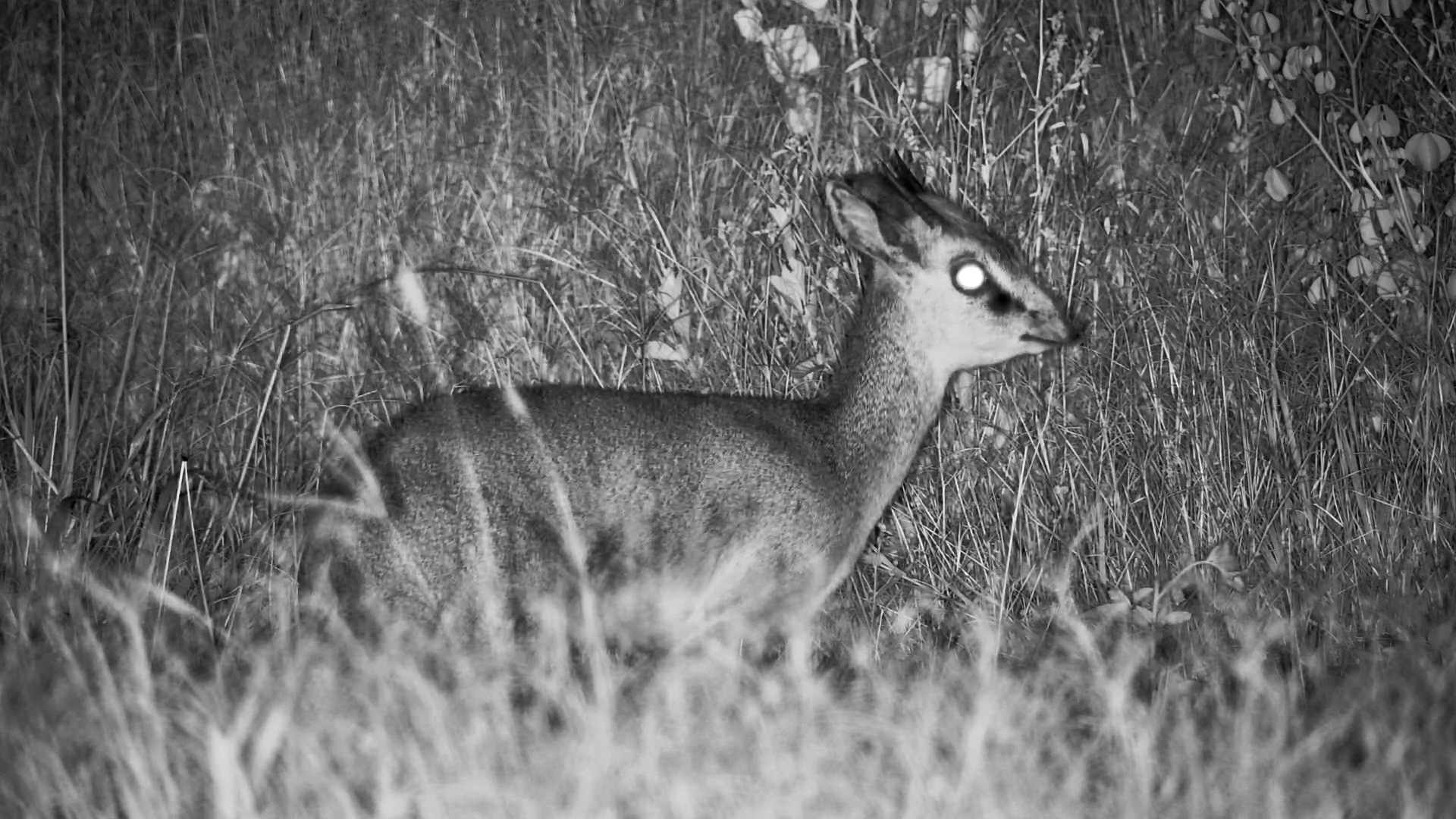 Dik-dik in the Dark