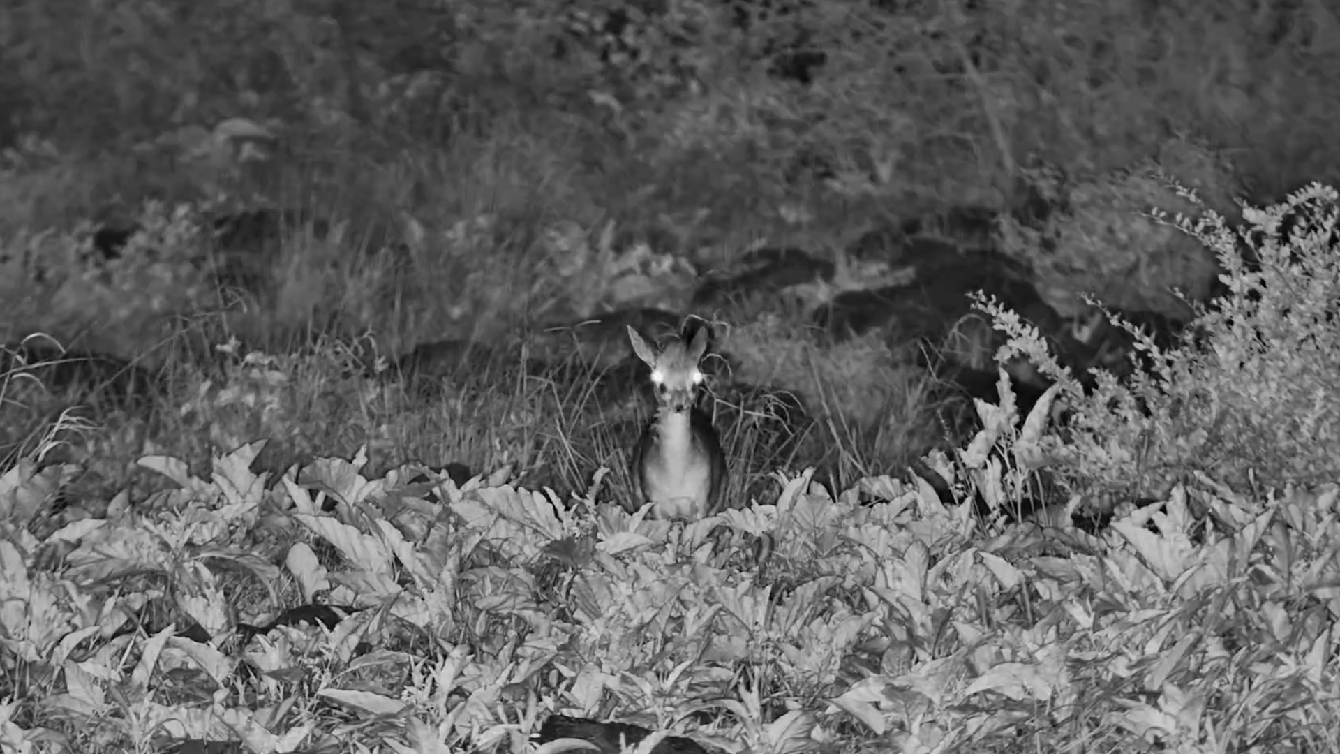 Dik-Dik in the Dark