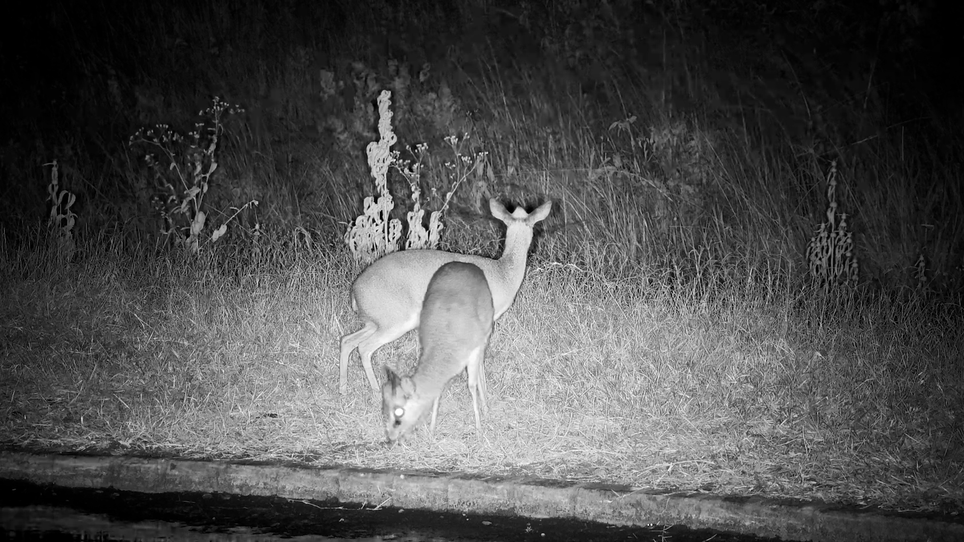A Pair of Snacky Dik-diks