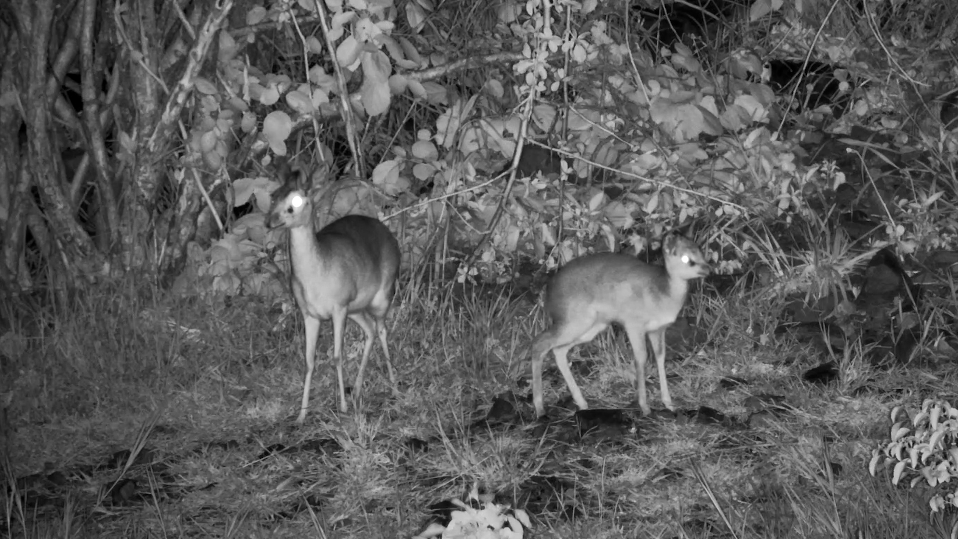 Baby Dik-Dik on the Move