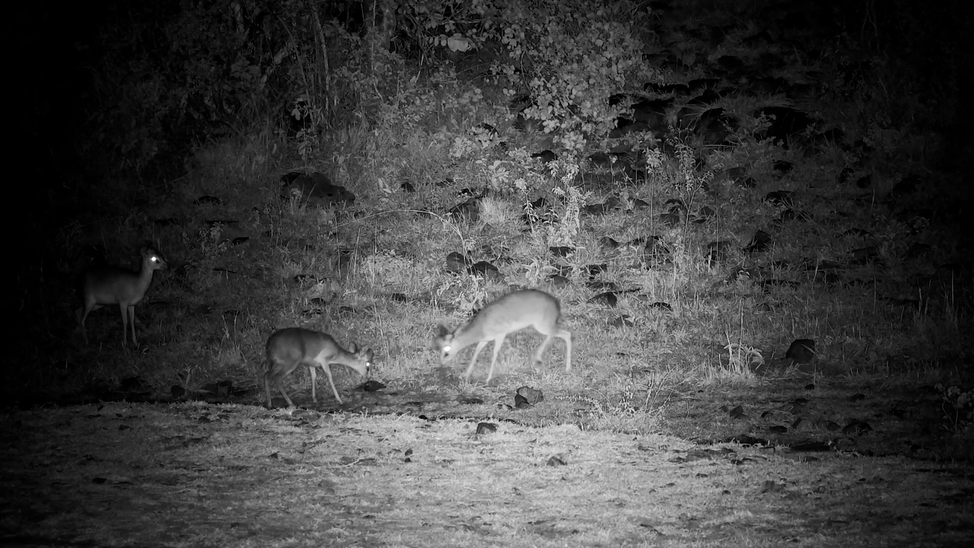Dik-Dik Playtime in the Dark