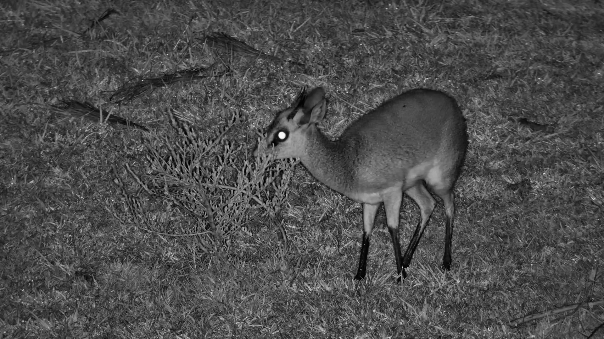 Dik-Dik with Muddy Legs Nibbling in the Dark