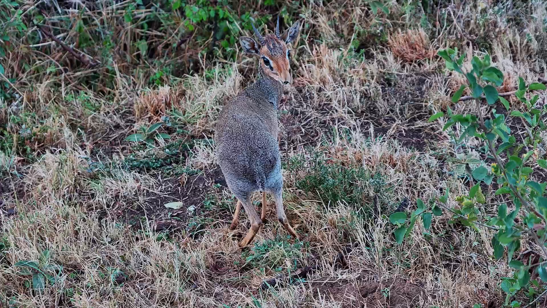 Two Tiny Dik-Diks Stop for a Snack Beneath the Camera