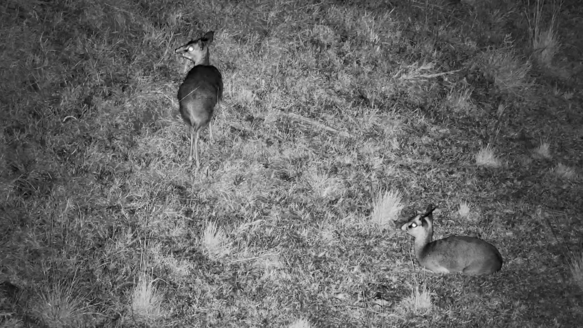 Dik-Diks Have Mastered the Art of Taking It Easy