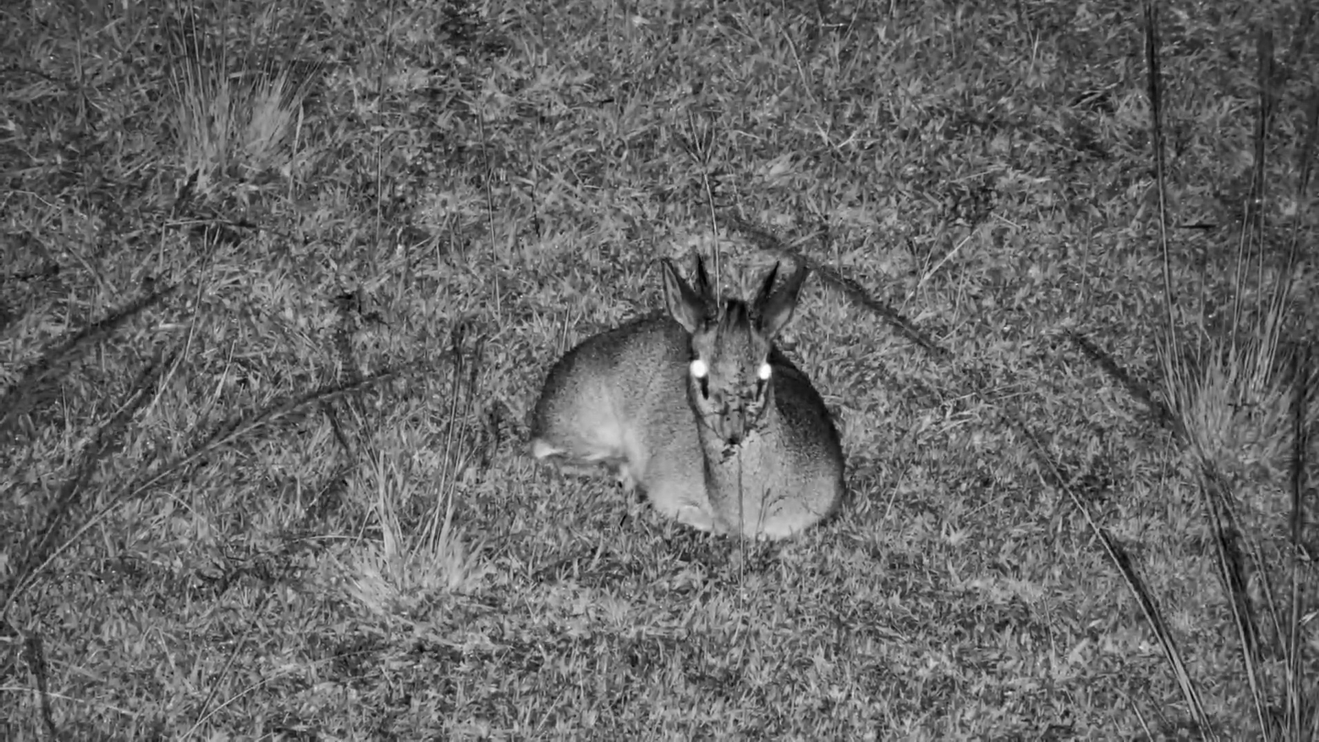 Dik-Diks at Mahali Mzuri