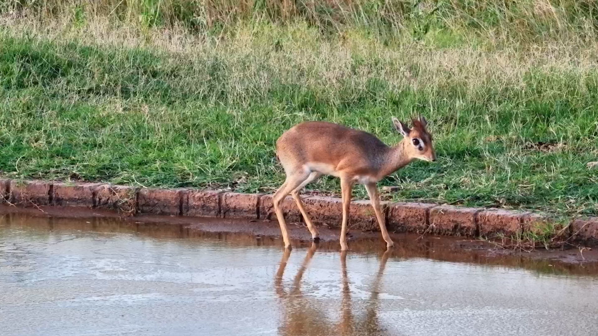 A Tiny Dik-Dik Quietly Grazing by the Water