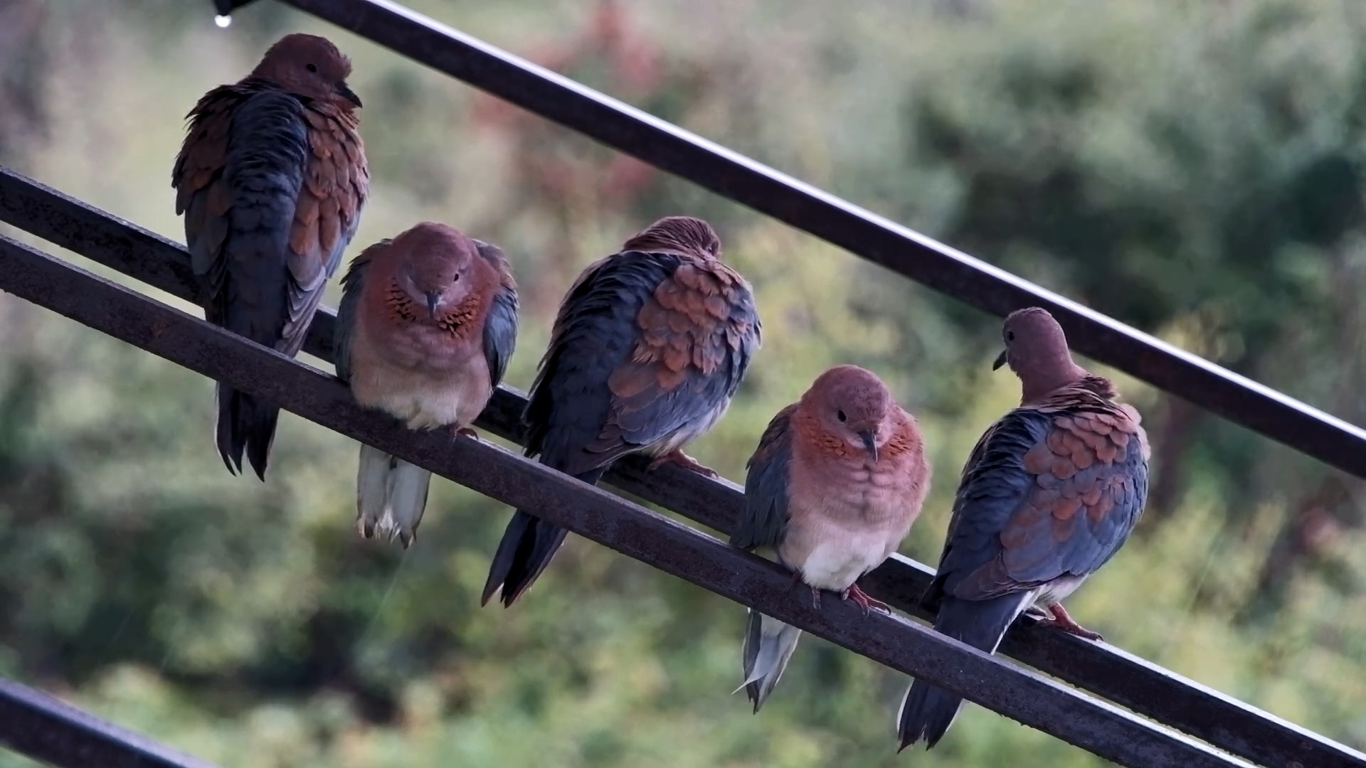Laughing Doves Hide from the Rain
