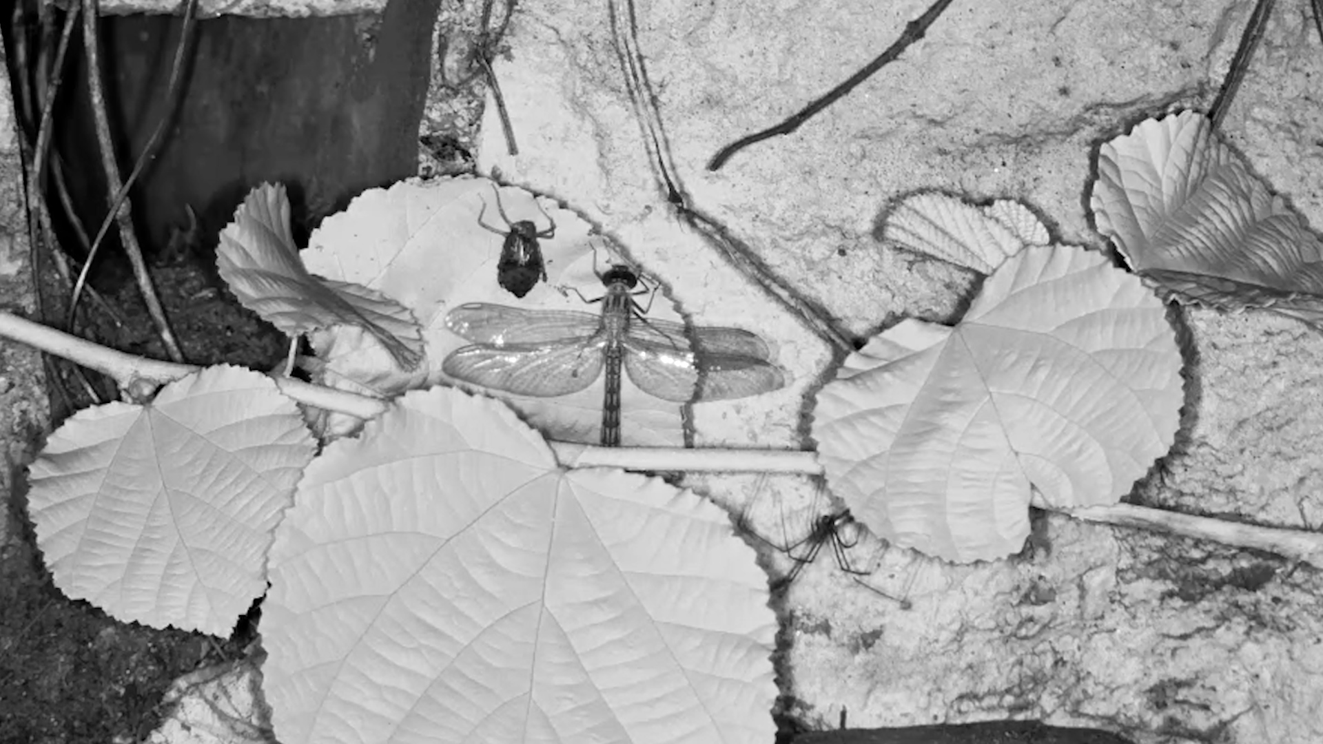 Bug Life After Dark!