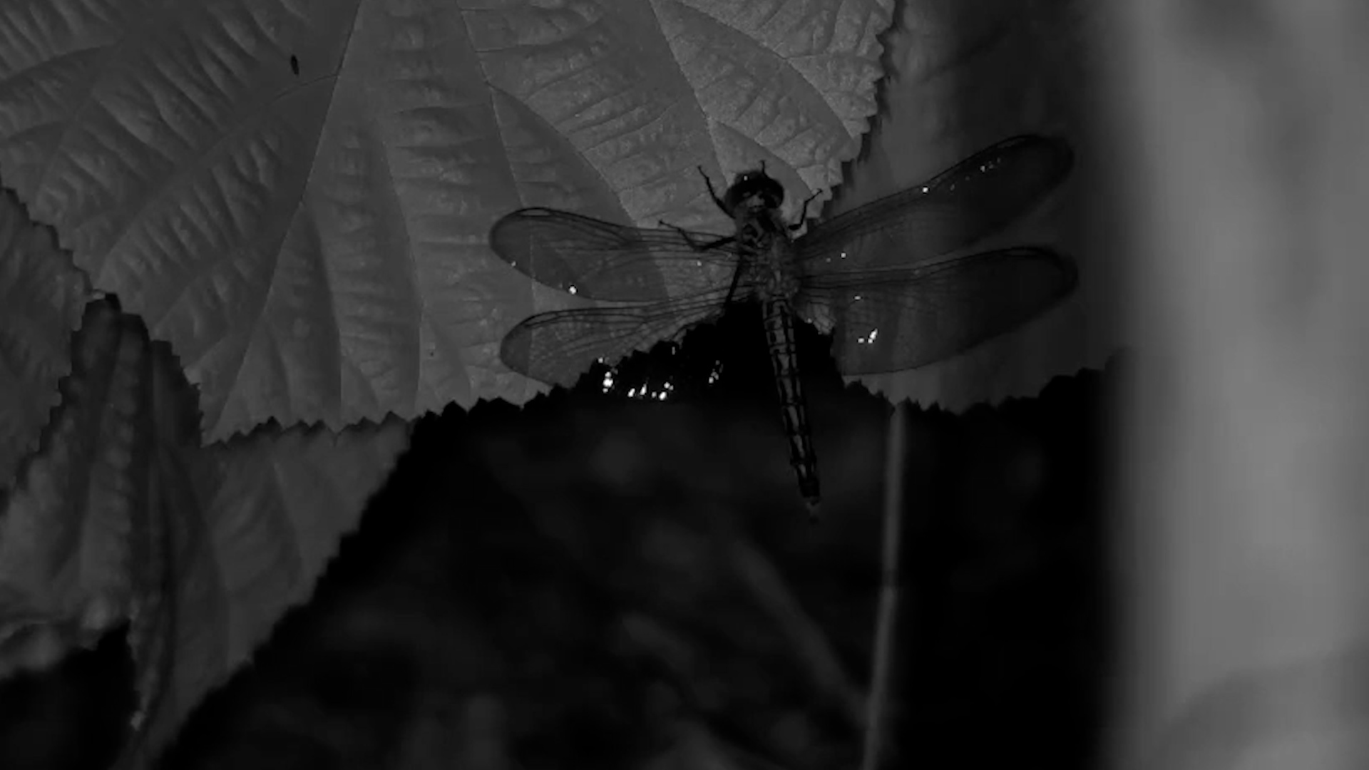 A Dragonfly at Night