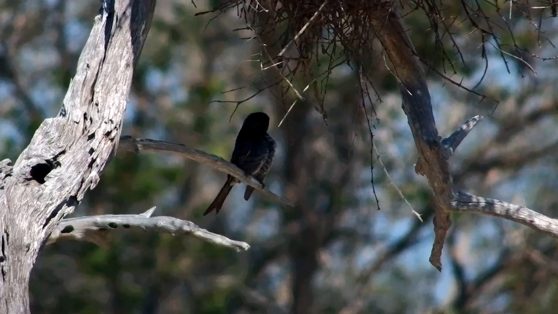 Drongo Gets Camera-Ready