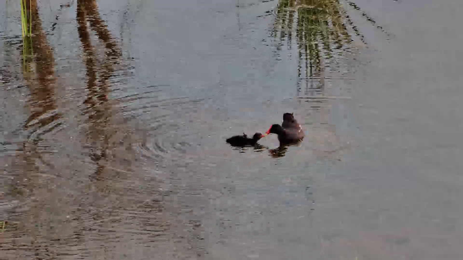 Baby Moorhens on the Move!