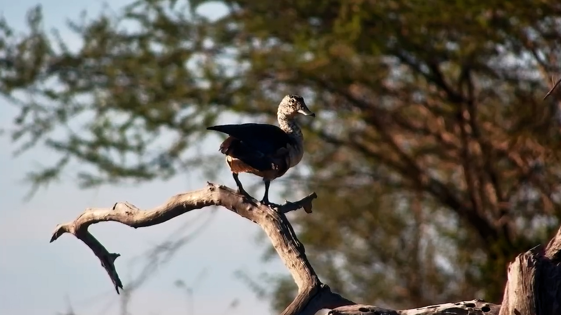 Feathers. Focus. Perfection.