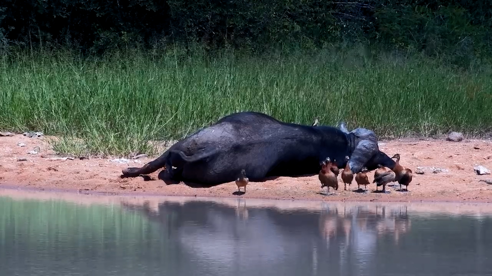 Ducks Chill Next to a Sleeping Buffalo