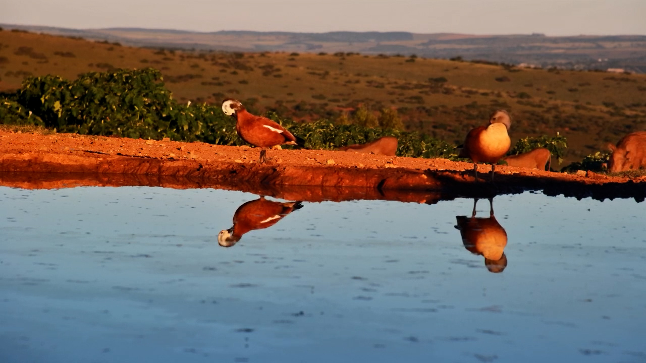 Shelducks at the Water’s Edge