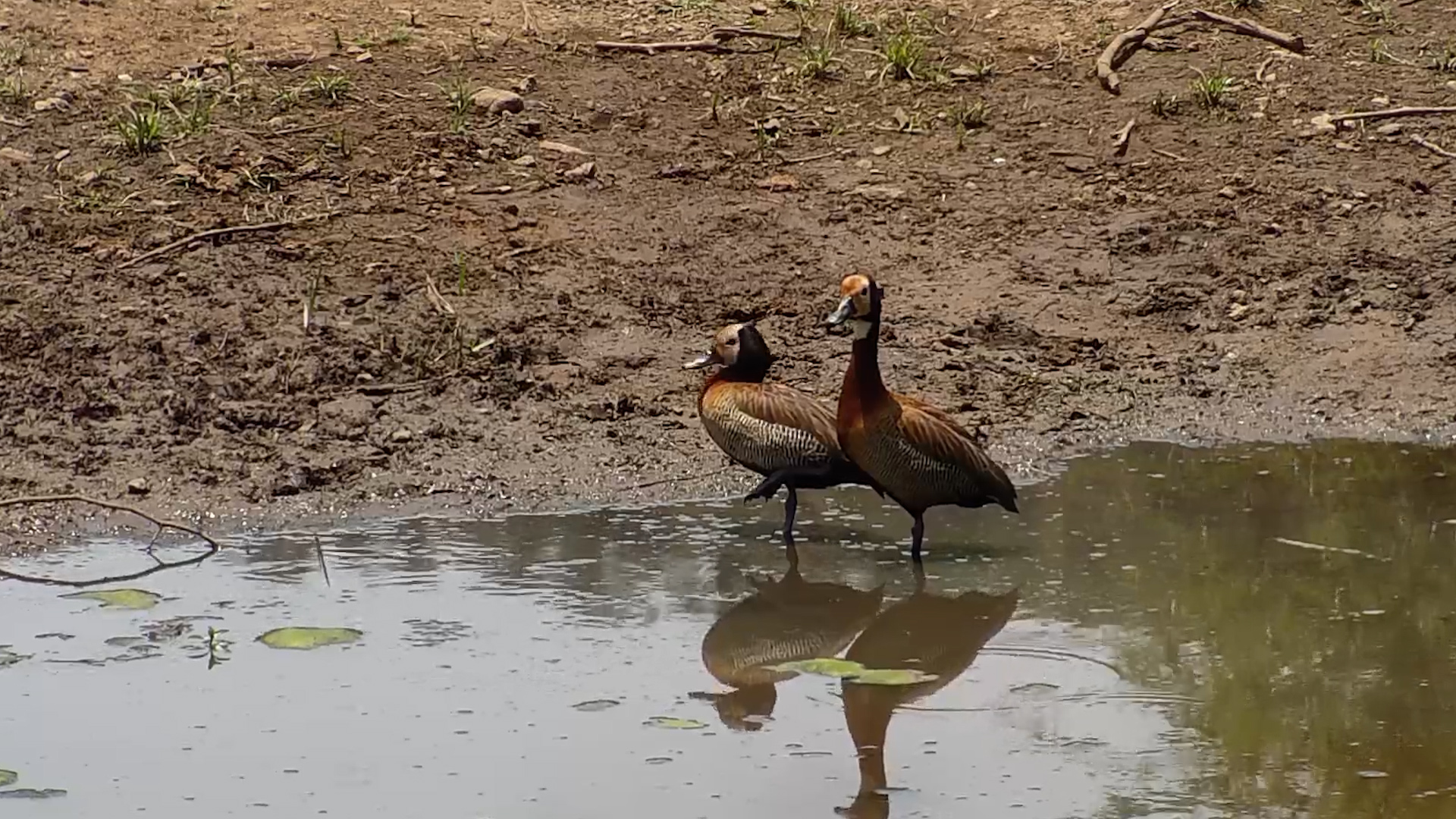 Gentle Moments with White-faced Whistling Ducks in the Rain