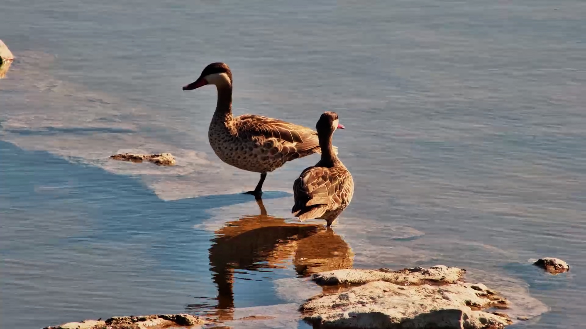 Two Red-Billed Teals Resting