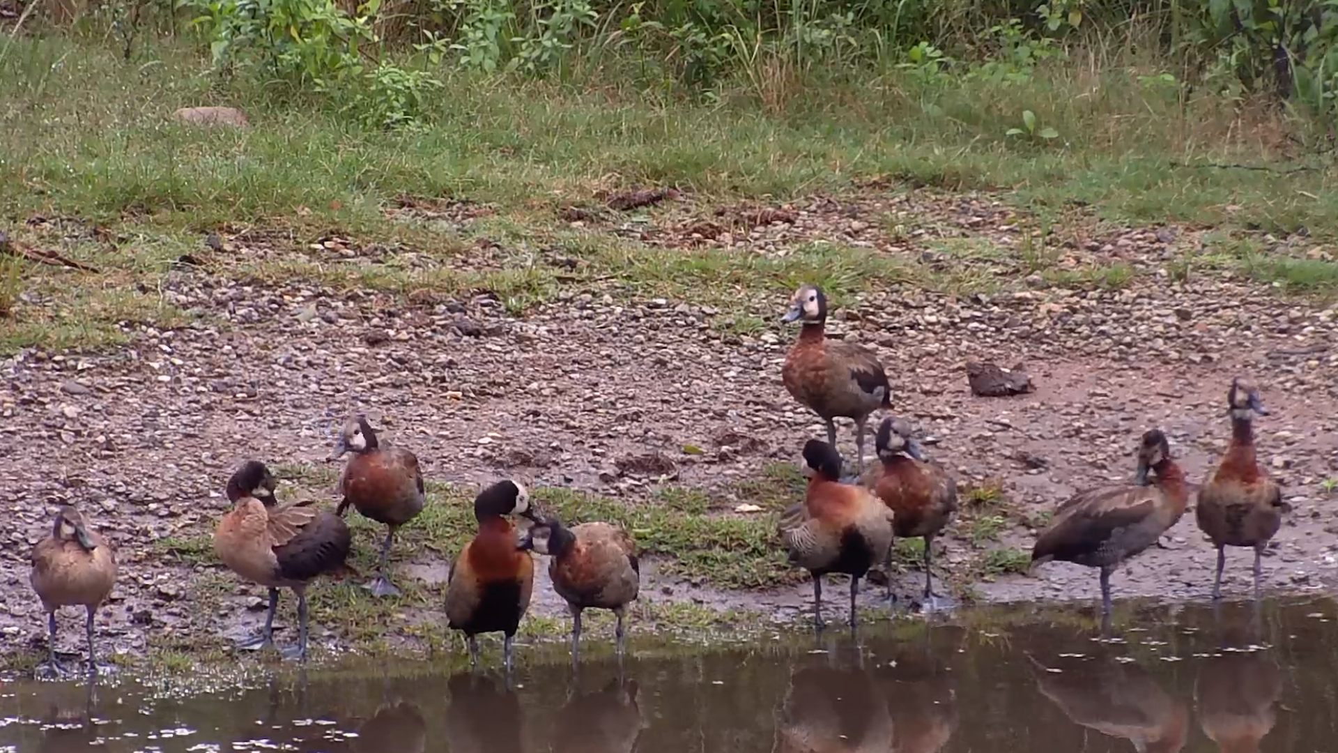 Ducks Preen Side by Side