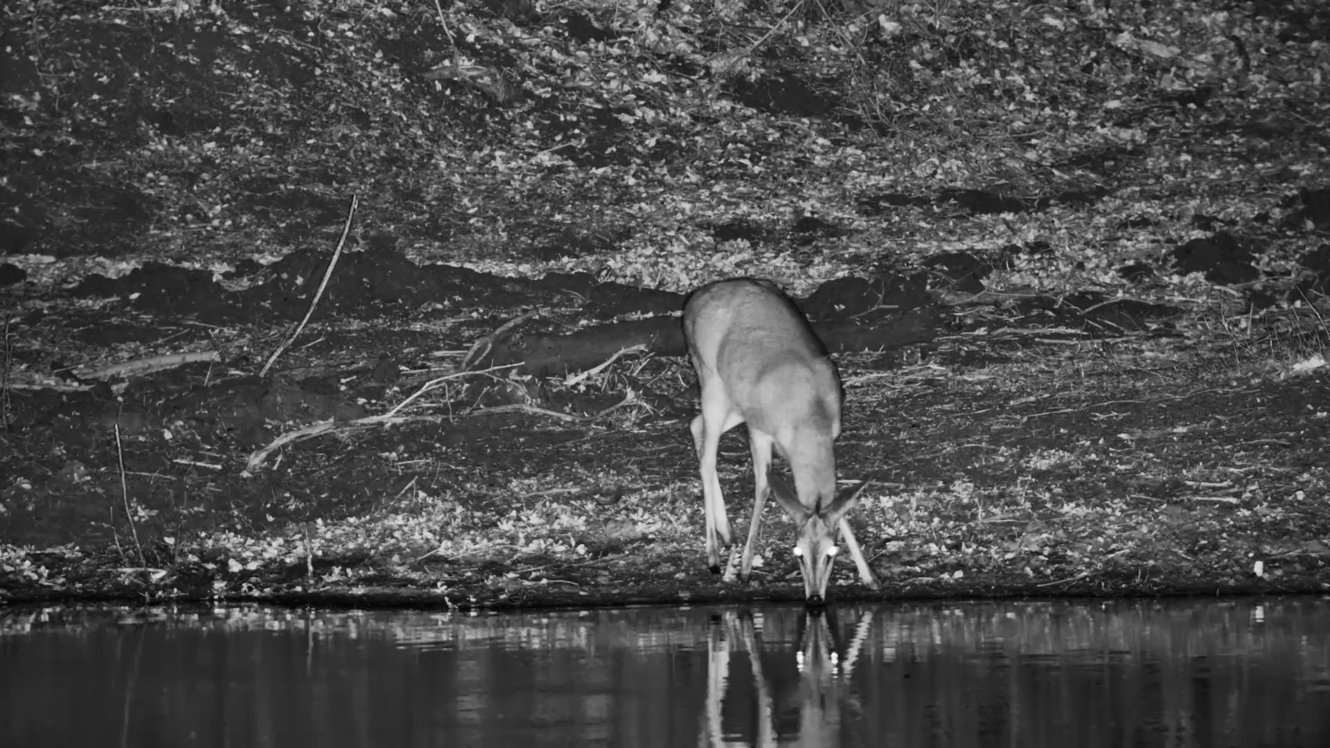 Shy Duiker Enjoys a Quiet Drink