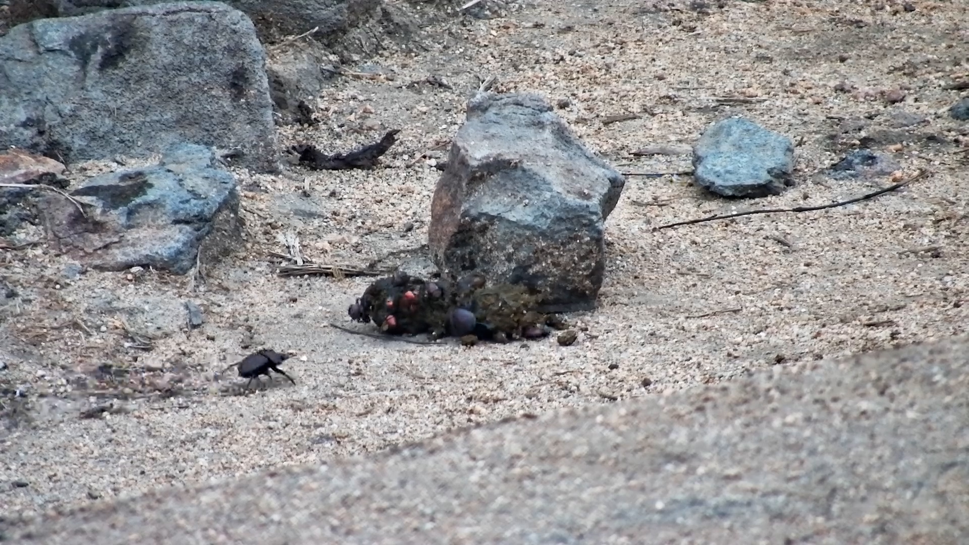 Tiny Heroes: Dung Beetles Clean Up After Baboons!