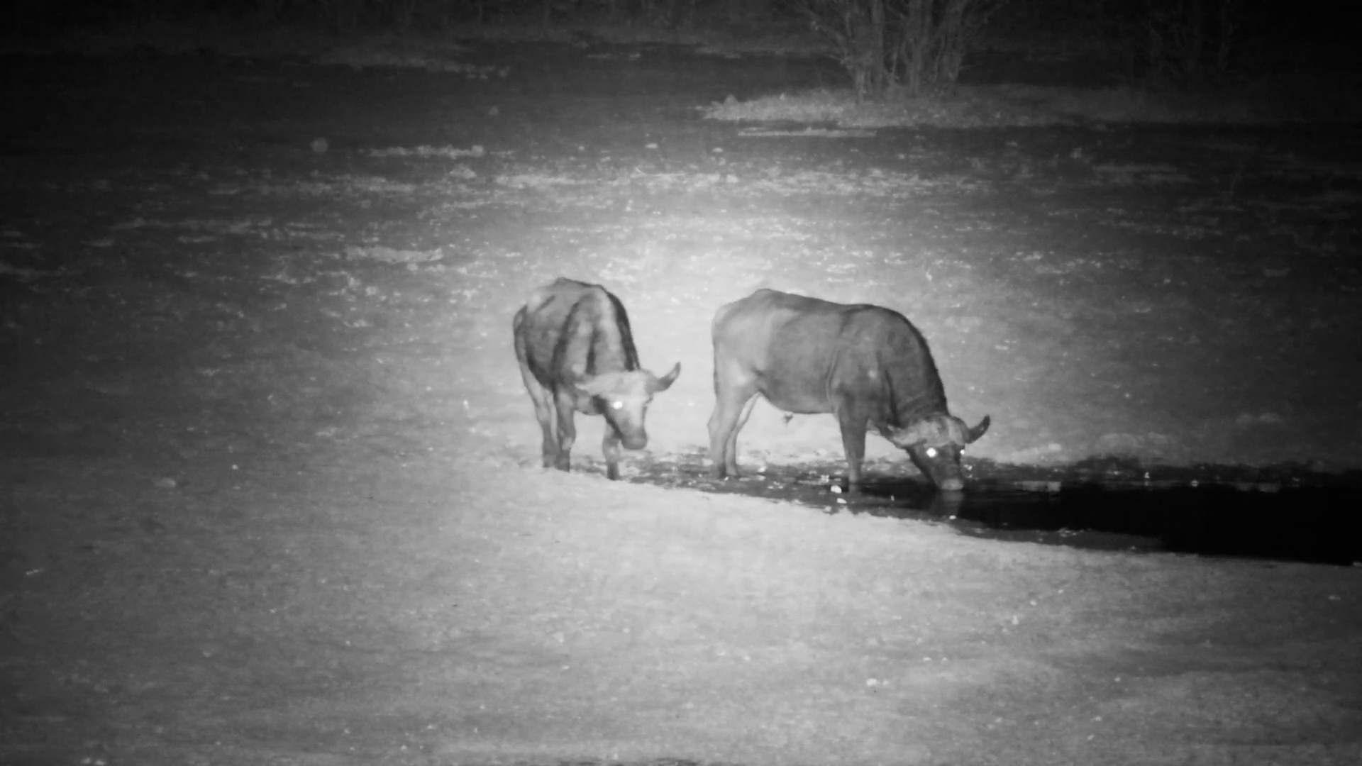 Two Buffalo Enjoy a Quiet Drink at Night