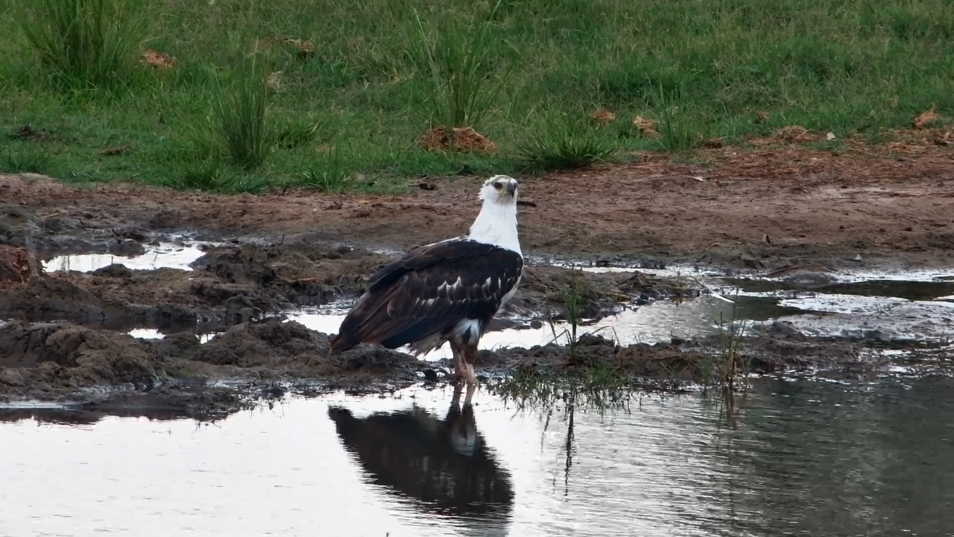 Young African Fish-Eagle Enjoys the Rain at Tembe