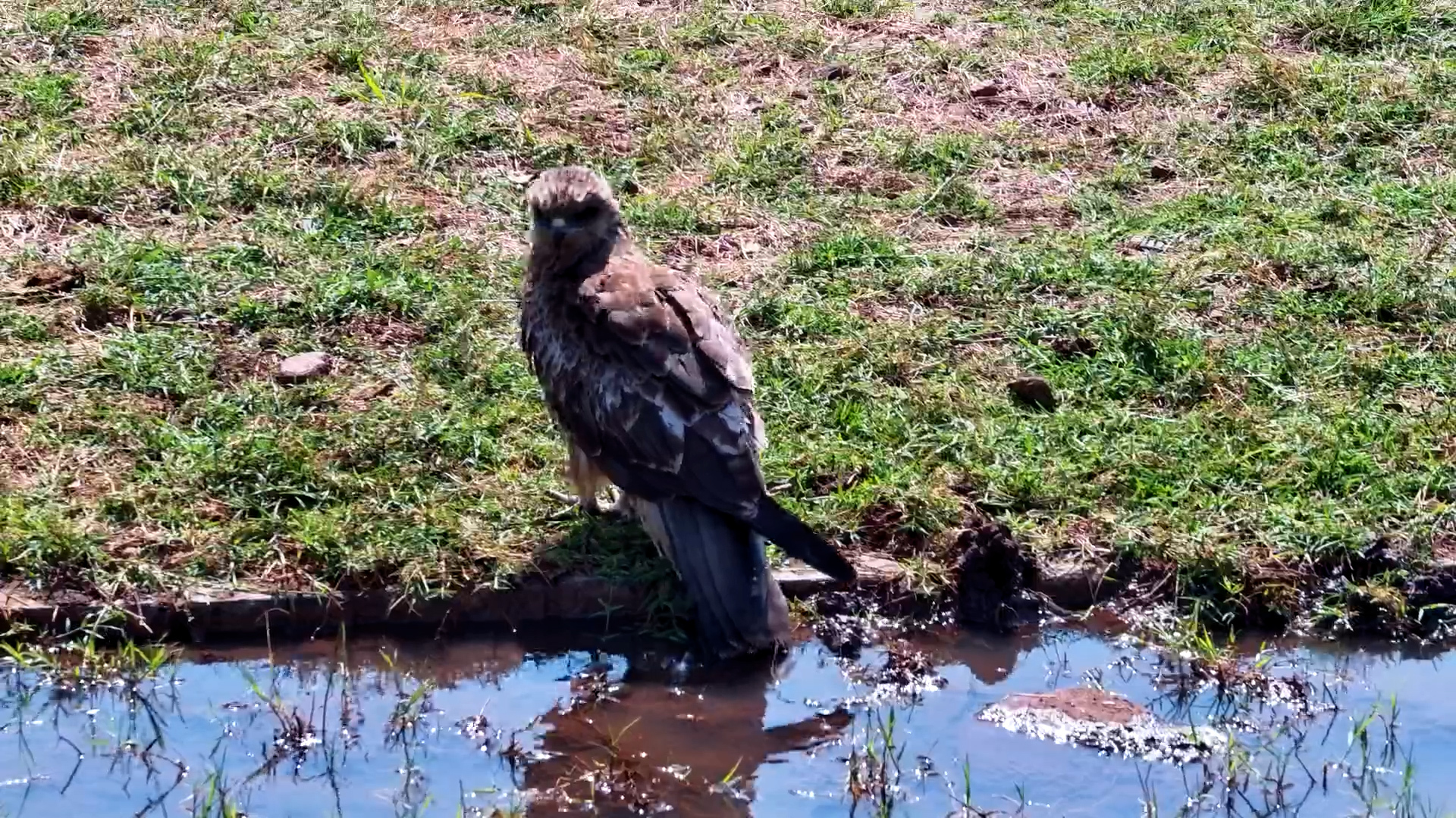 Yellow-billed Kite Quenches Its Thirst at Serengeti Explorer