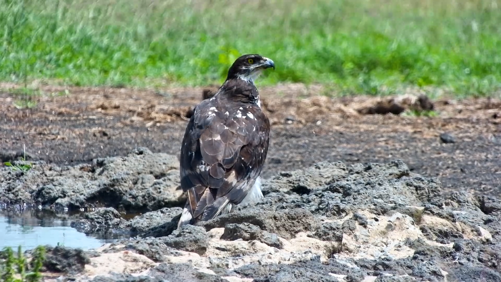 Eagle Duo at ol Donyo