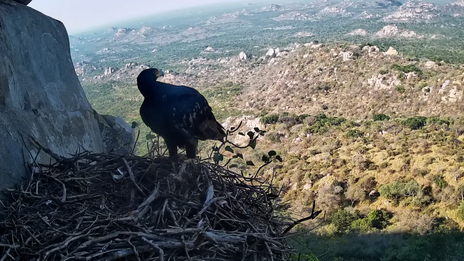 Is Something About to Happen at the Eagle Nest?