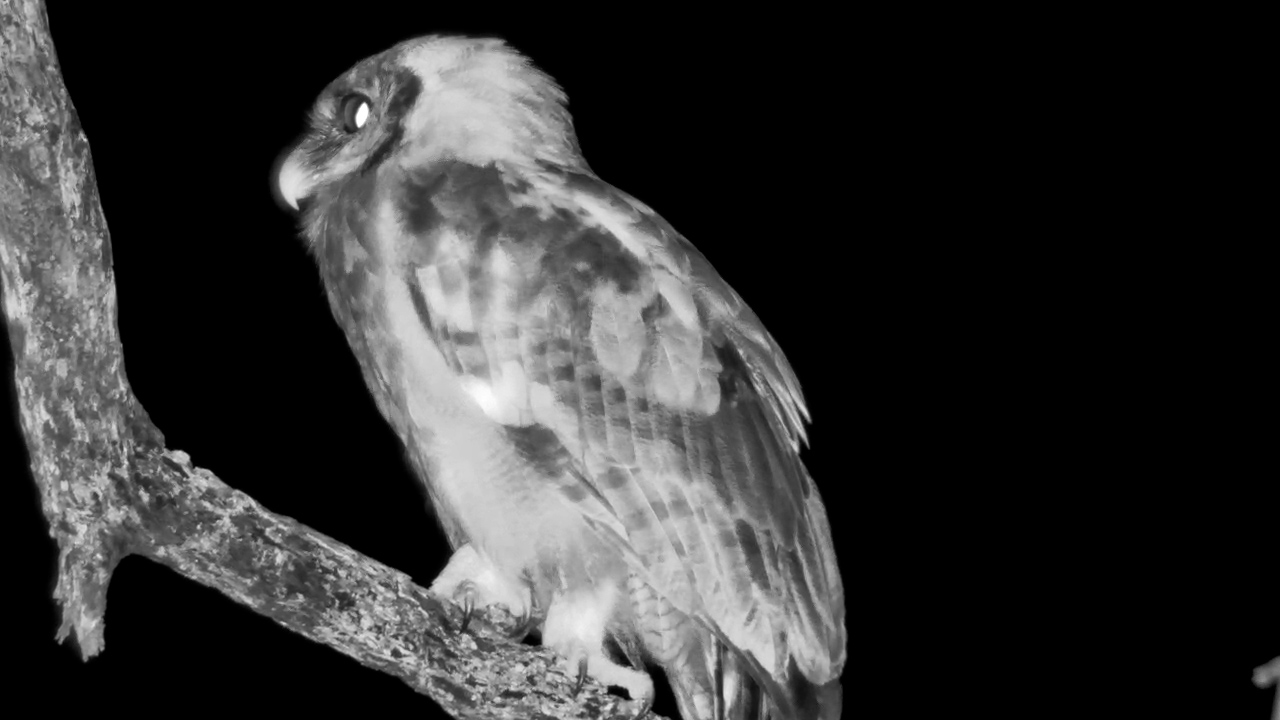 Verreaux’s Eagle Owl Sways & Calls