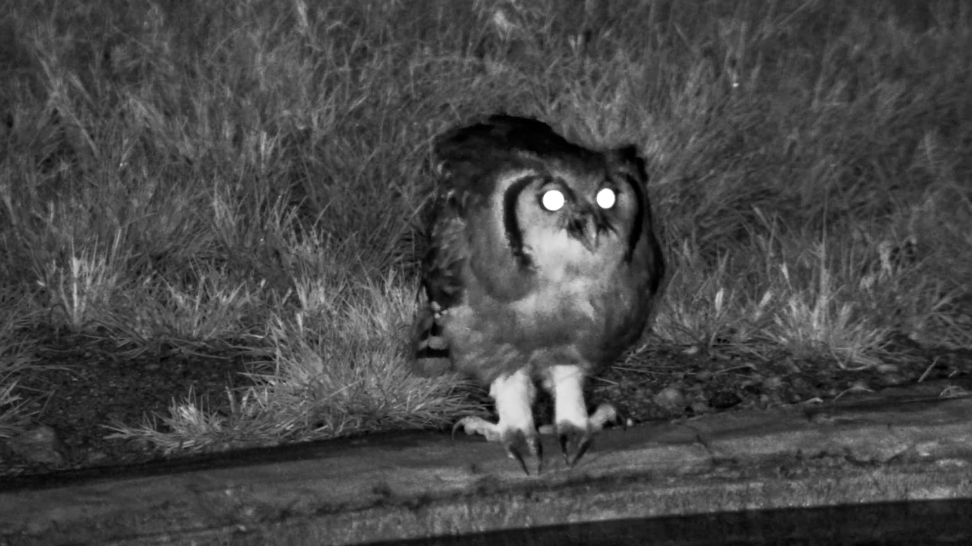Verreaux’s Eagle-Owl Up Close