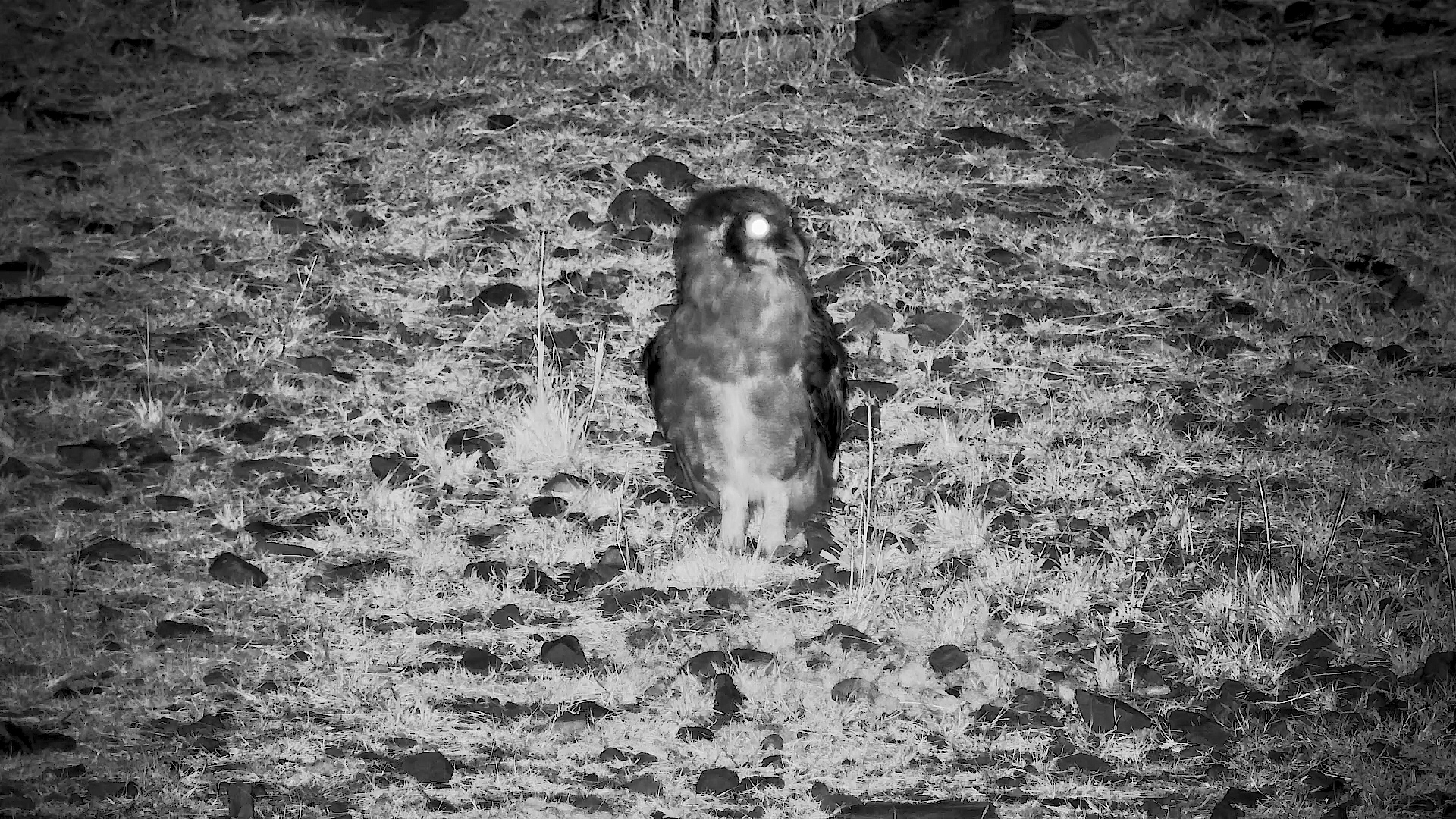 Verreaux’s Eagle Owls After Dark