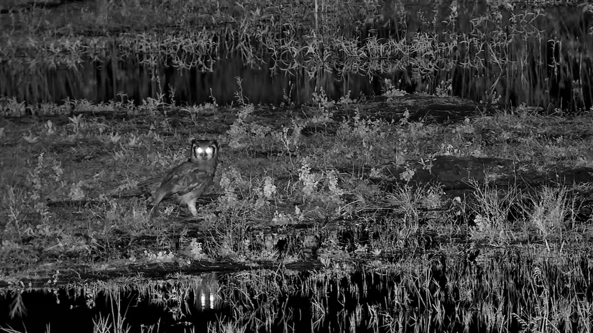 Hunting in Complete Silence
