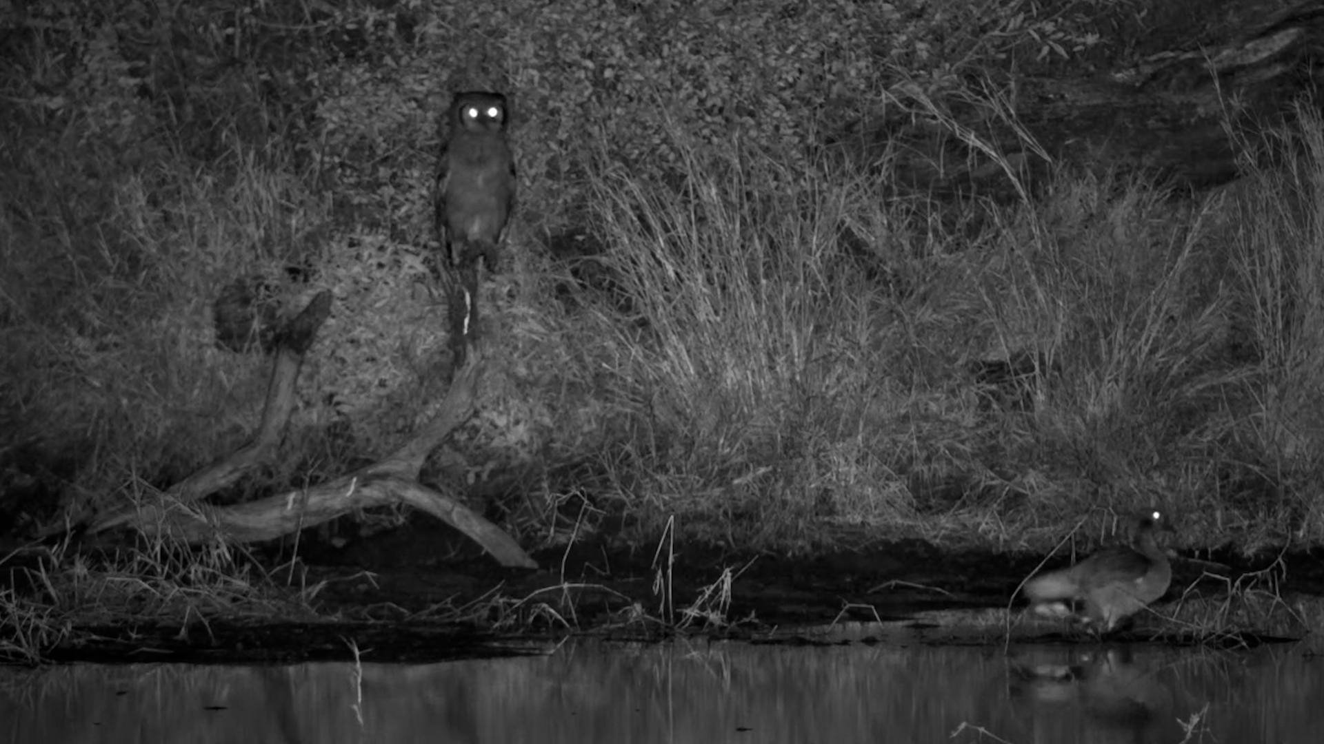 Two Very Different Birds Meet After Dark