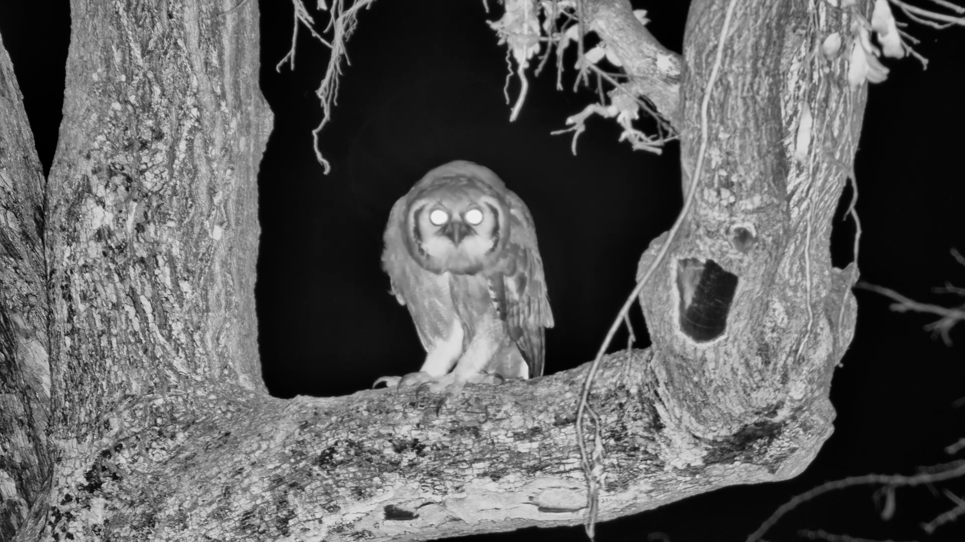 Verreaux’s Eagle Owl Over Olifants
